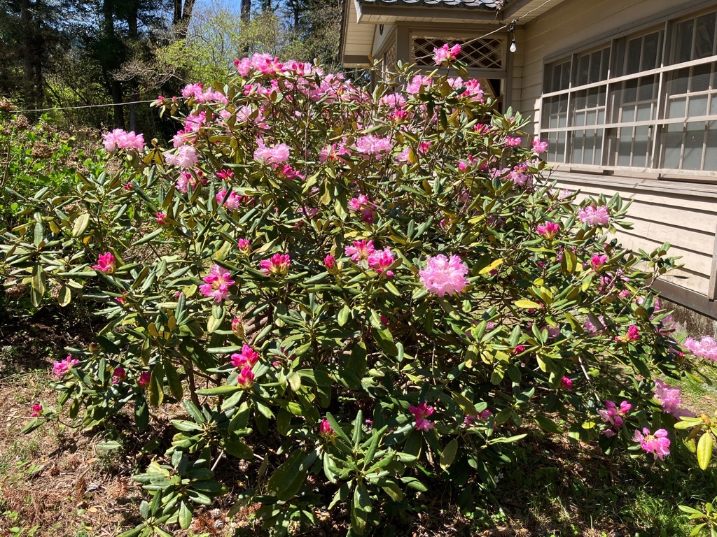 2024410帰全山公園のシャクナゲ