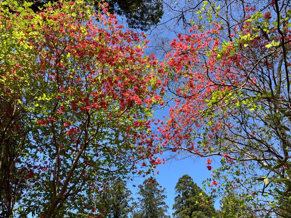 2024410帰全山公園のツツジ