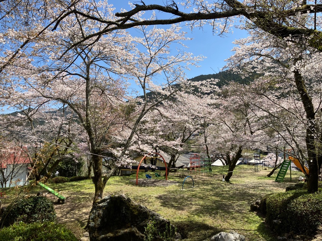 2024上街公園の桜1