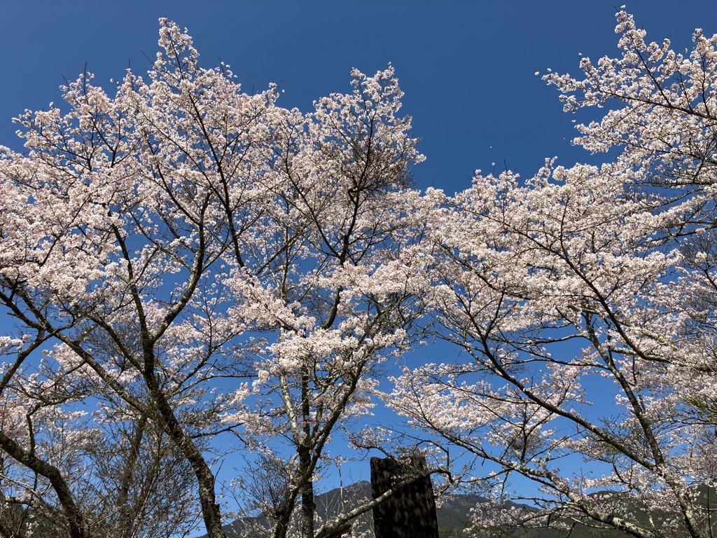 2024上街公園の桜2