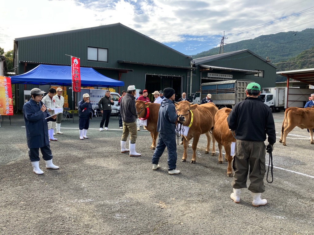 20251111嶺北畜産能力共進会2