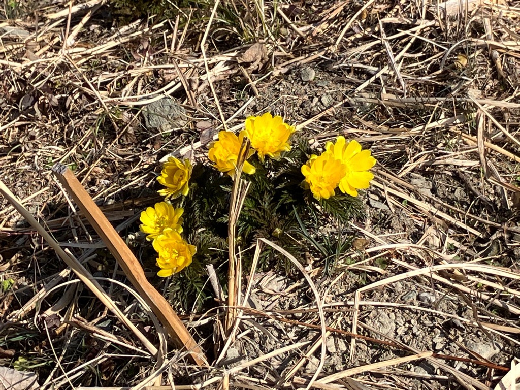 2026214福寿草まつり1