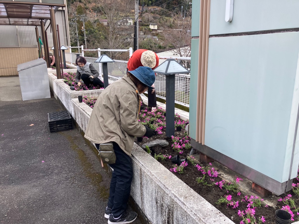 2026319芝桜の植栽2