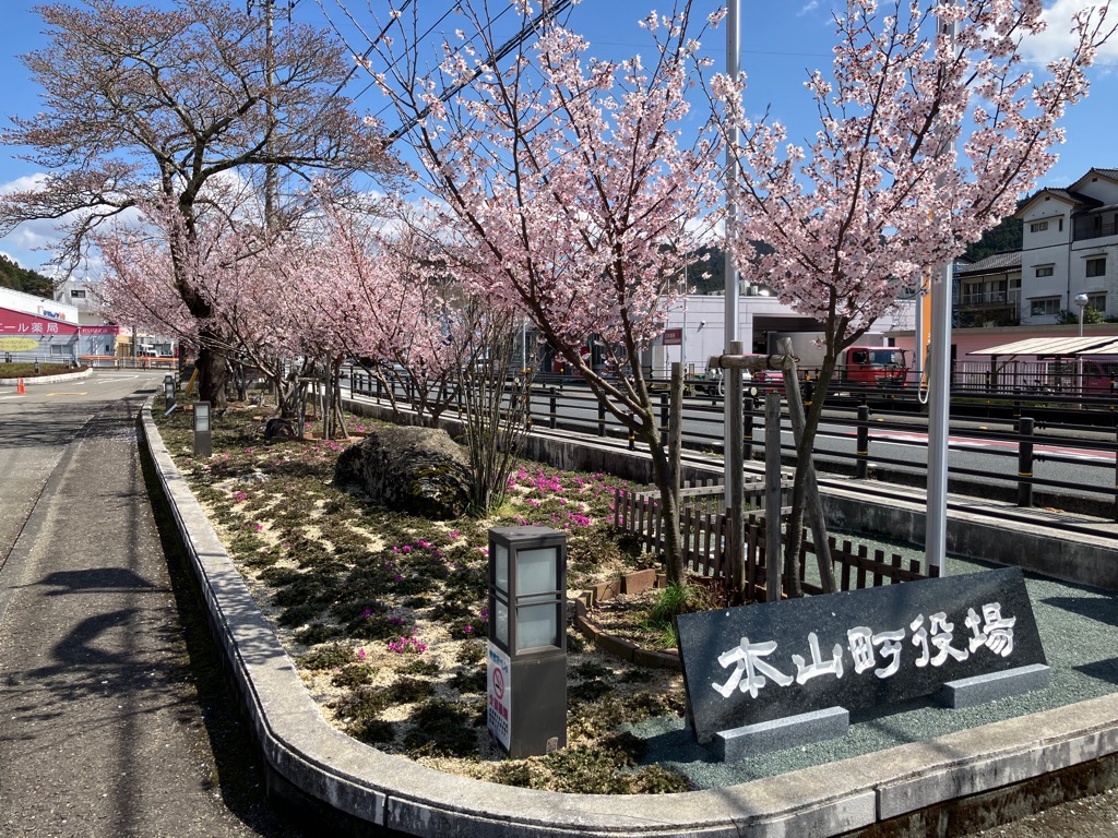 2026323醍醐の不動明王桜
