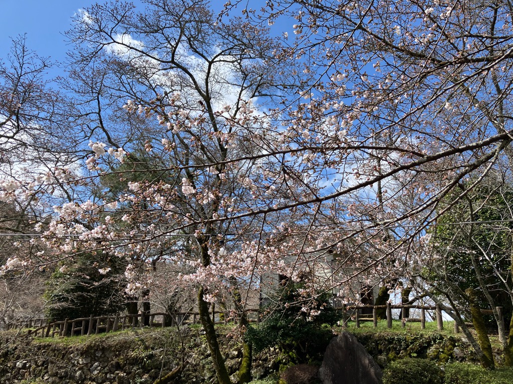 2026323上街公園ソメイヨシノ