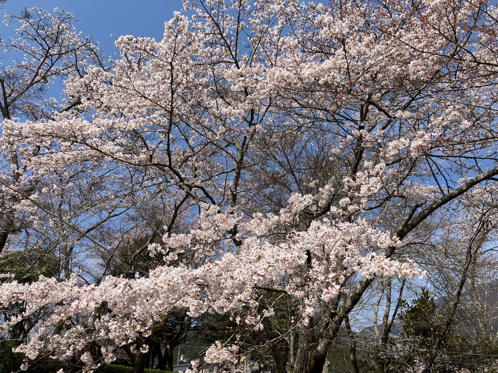2026327上街公園の桜