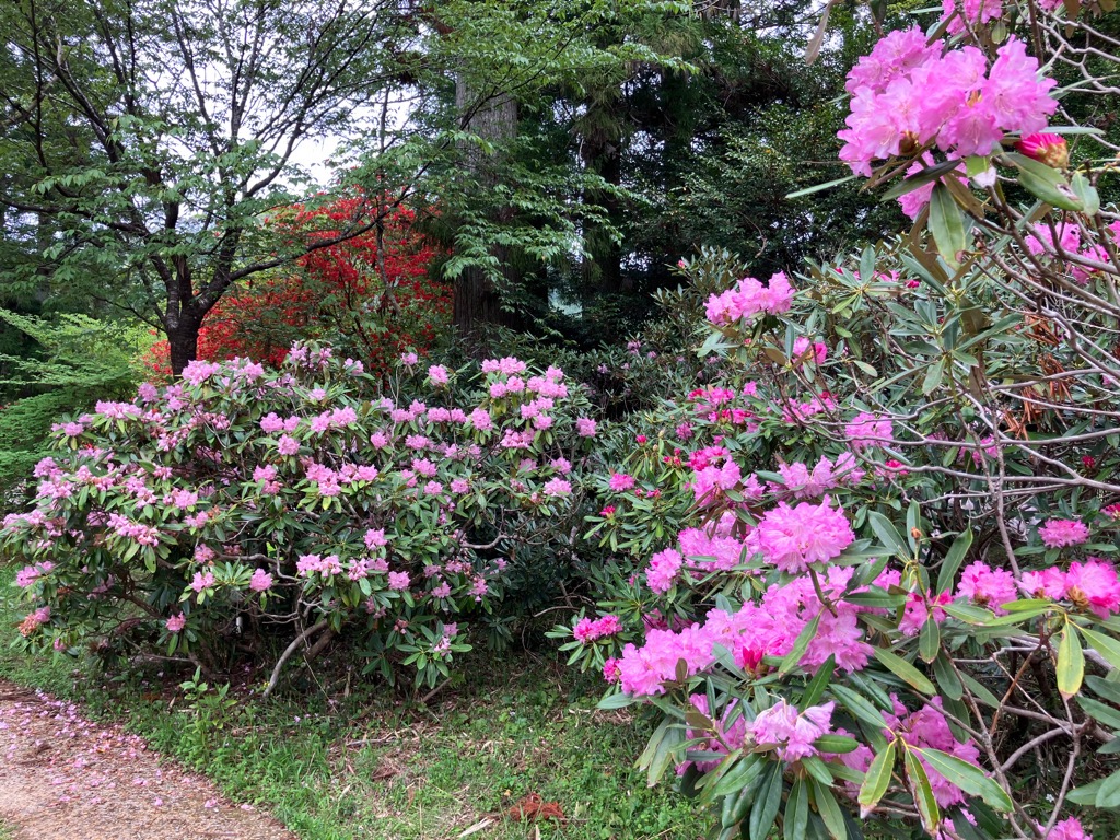 2026419もとやま花まつり1