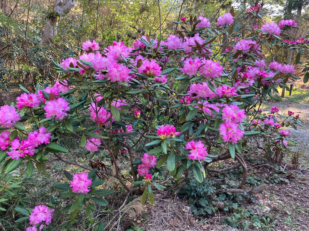 202647帰全山公園のシャクナゲ