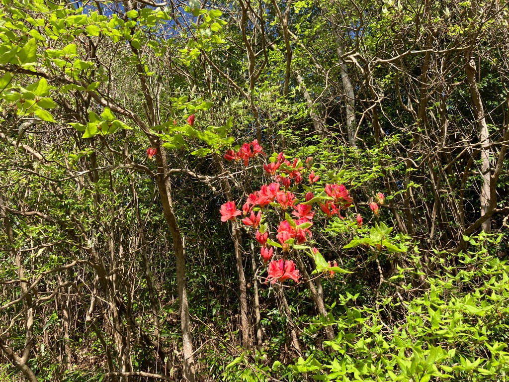 202647帰全山公園のオンツツジ