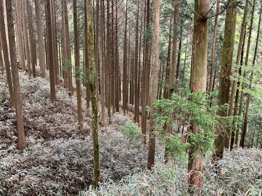 202651町有林ゴボウ谷2
