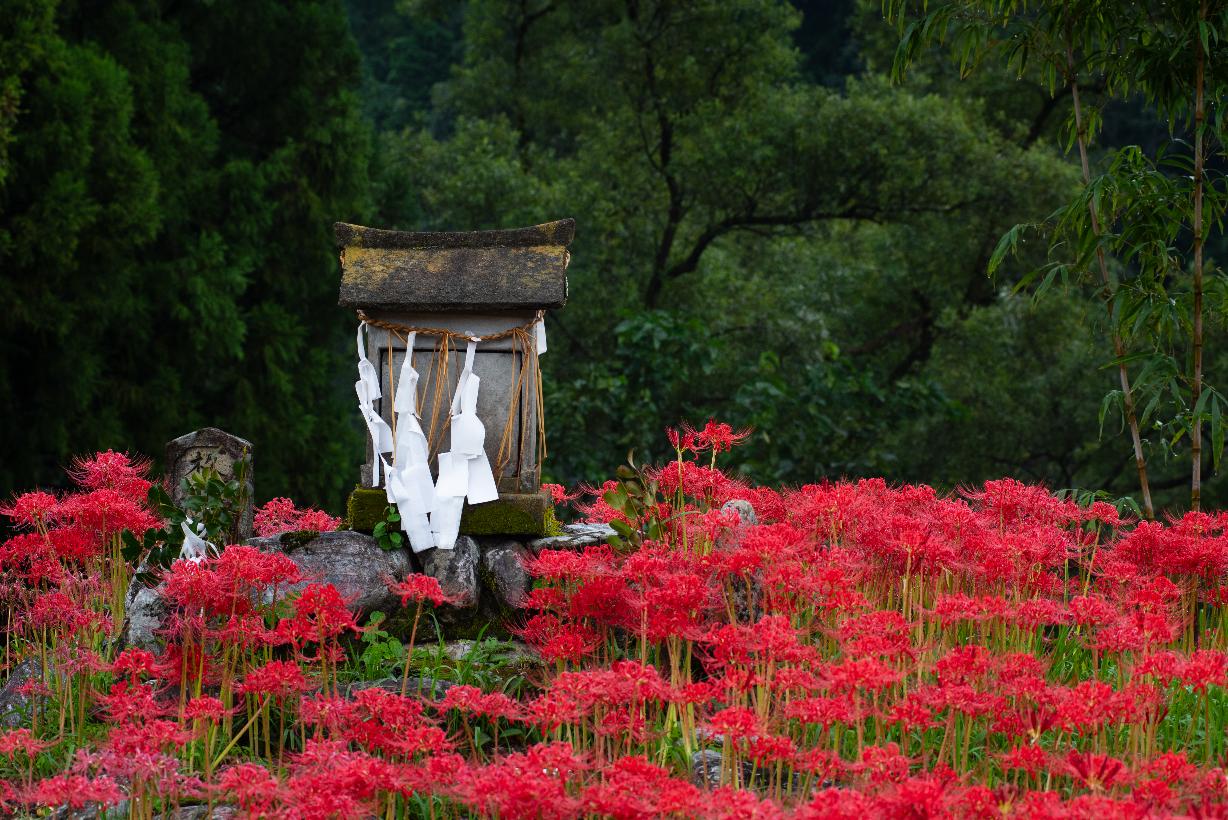 彼岸の花咲く頃