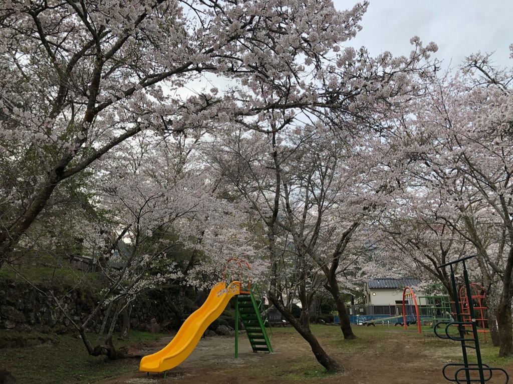 上街公園の満開の桜