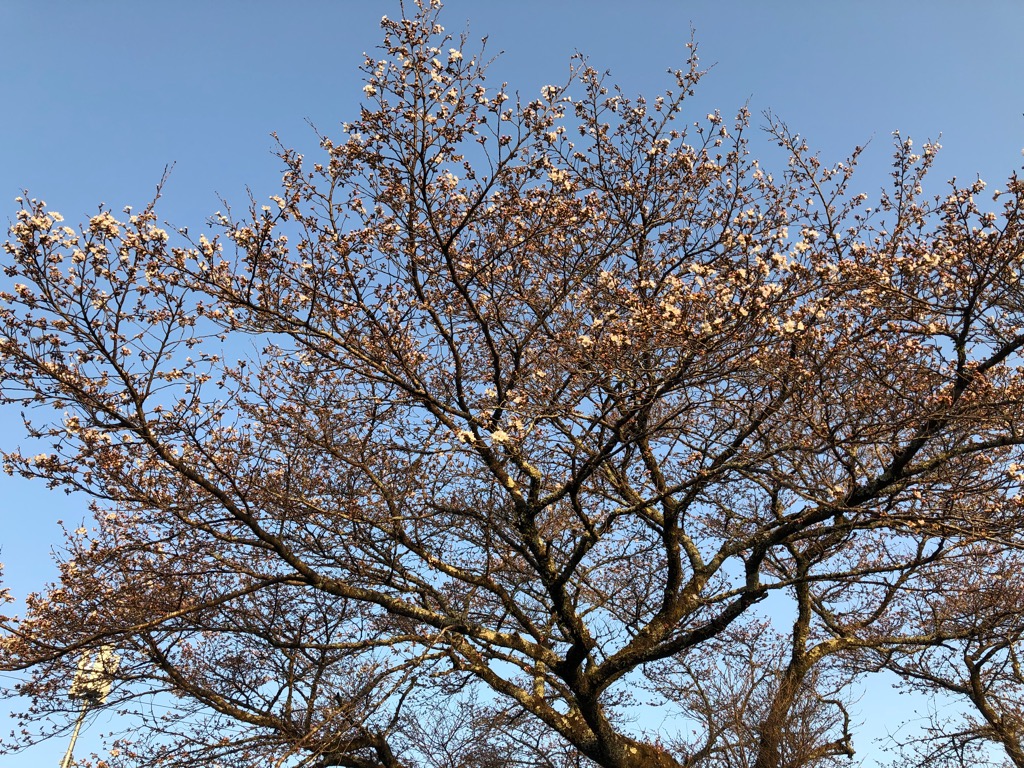 役場近くの桜