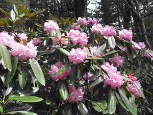 ピンク色のシャクナゲの花が満開の写真