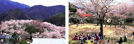 満開の桜の写真と大きな桜の木の下でお花見をしている写真
