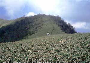 笹の原っぱで埋め尽くされている佐々連尾山の頂上付近の写真