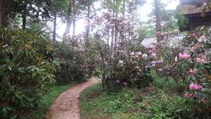 公園内の遊歩道のそばで咲くシャクナゲの写真