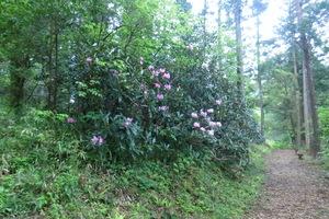 公園内の遊歩道のそばで咲くシャクナゲの写真