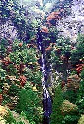 木々の間を縫うように落ちる赤滝の写真