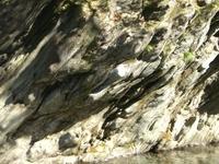 枕状溶岩とよばれる白っぽい岩石の様子の写真