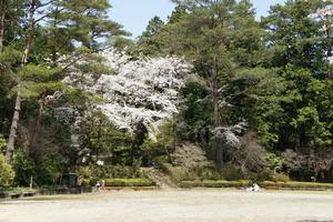 公園内に咲く桜の写真