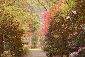 シャクナゲをはじめとする季節の花が綺麗に咲く公園内の遊歩道の写真